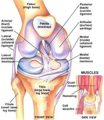 Ligament diagram